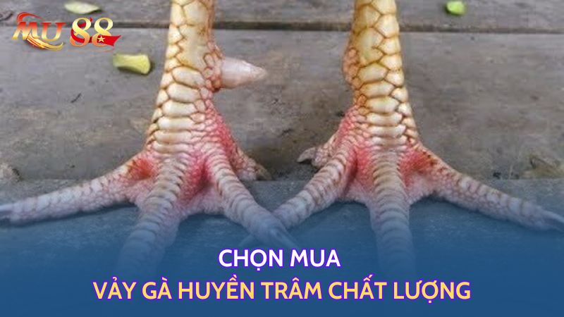 Chọn mua vảy huyền trâm chất lượng